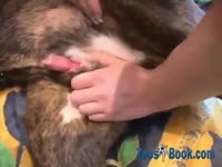 Kinky lady grabbing dog dick and jacking it off
